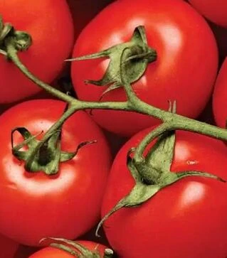 Семена томата Португальский F1, п.е. 1 тыс. семян (United Genetiks)