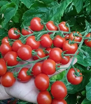 Семена томата Прециоз F1, п.е. 250 семян (Esasem)