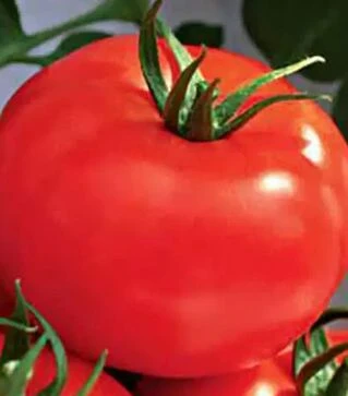 Семена томата Рим F1, п.е. 1 тыс. семян (Коуел)