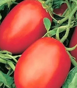 Семена томата Рио Фуего Nasko, 500 г (Nasko)