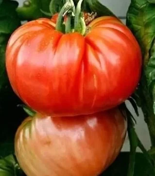 Насіння томату Роціоло F1, п.о. 1 тис. насінин (United Genetiks)