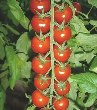 Насіння томату Сакура F1, п.о. 500 насінин (Enza Zaden)