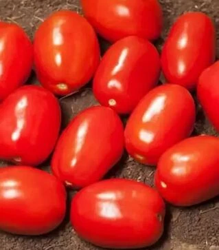 Семена томата Сентоса F1, п.е. 5 тыс. семян (Seminis)