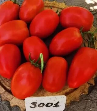 Насіння томату Сімон F1 (INX 3001), п.о. 1 тис. насінин (Innova Seeds)