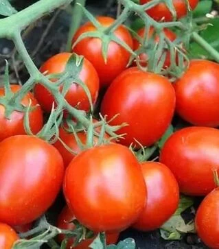 Семена томата Стелларед F1, п.е. 1 тыс. семян (Clause)