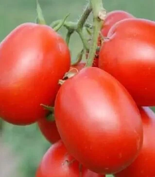 Семена томата Стелларед F1, п.е. 1 тыс. семян (Clause)