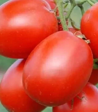 Семена томата Стелларед F1, п.е. 1 тыс. семян (Clause)