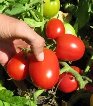 Семена томата Стелларед F1, п.е. 1 тыс. семян (Clause)