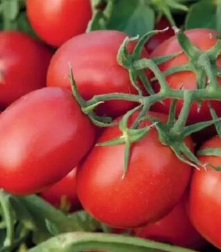 Насіння томату Суомі F1, п.о. 25 тис. насінин (Syngenta)