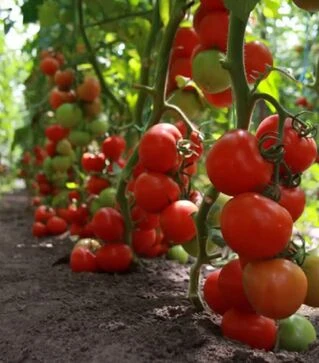 Семена томата Тайлер F1, п.е. 1 тыс. семян (Kitano Seeds)