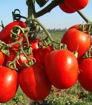 Насіння томату Теноріо F1, п.о. 5 тис. насінин (Clause)