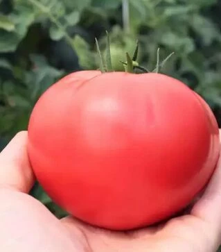 Семена томата ТЕХ 2720 F1, п.е. 250 семян (Takii Seed)