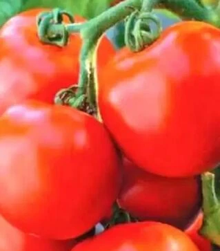 Семена томата Типринц F1, п.е. 1 тыс. семян (United Genetiks)