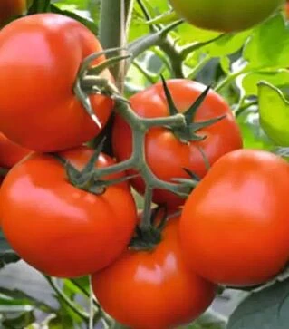 Семена томата Тобольск F1, п.е. 250 семян (Bejo)