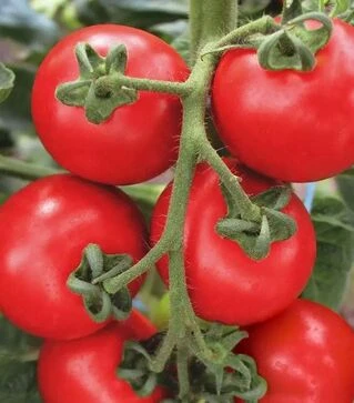 Семена томата Торино F1, п.е. 1 тыс. семян (Semo)