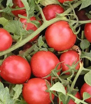 Семена томата Тритонекс, 300 г (Semo)