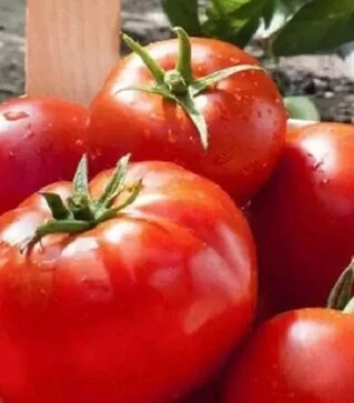 Семена томата Тропикал Джем F1, п.е. 1 тыс. семян (United Genetiks)