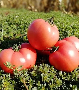 Насіння томату ТС 02-0082 F1, п.о. 250 насінин (Solare Sementi)