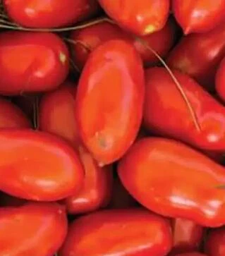 Семена томата Уллисе F1, п.е. 2,5 тыс. семян (Syngenta)