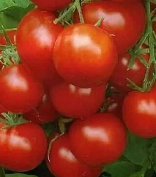 Семена томата Уракан F1, п.е. 1 тыс. семян (United Genetiks)