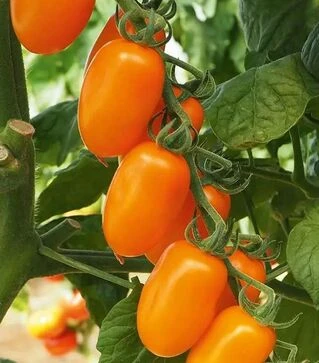 Насіння томату Фантіно F1, п.о. 1 тис. насінин (Sakata)