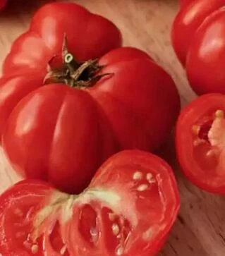 Насіння томату Фіорентінський, 500 г (Коуел)