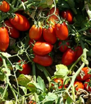 Семена томата Харди F1, п.е. 5 тыс. семян (Spark Seeds)