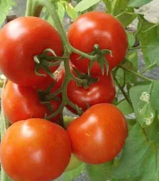 Насіння томату Чинто F1, п.о. 1 тис. насінин (Rijk Zwaan)