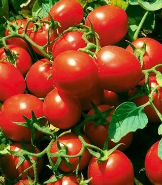 Семена томата JAG 8810 F1, п.е. 5 тыс. семян (Seminis)