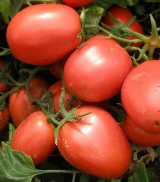 Семена томата Шейк, 300 г (Semo)