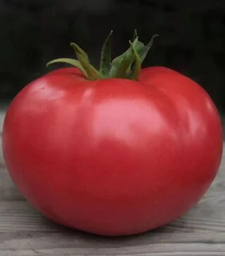 Семена томата Кибо F1, п.е. 1 тыс. семян (Kitano Seeds)