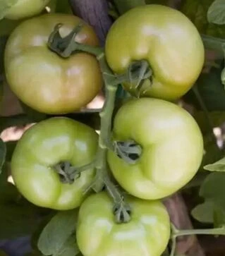 Семена томата Логур F1, п.е. 1 тыс. семян (Rijk Zwaan)