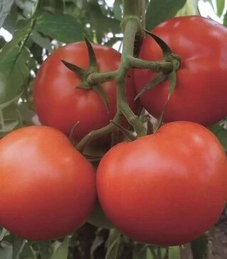 Насіння томату Матіссімо F1, п.о. 1 тис. насінин (Seminis)