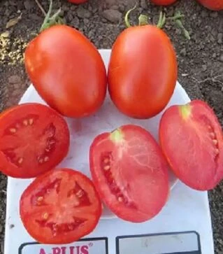 Семена томата Дино F1, п.е. 1 тыс. семян (Clause)