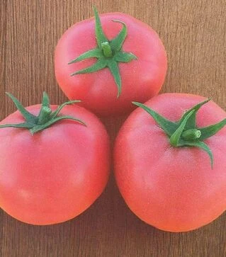 Насіння томату Хапінет F1, п.о. 1 тис. насінин (Syngenta)