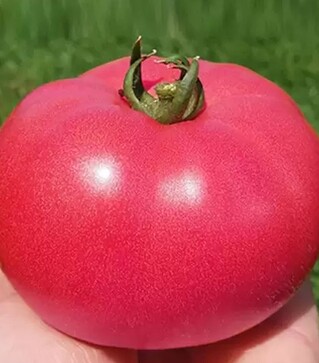 Семена томата Розалба F1, п.е. 1 тыс. семян (Esasem)