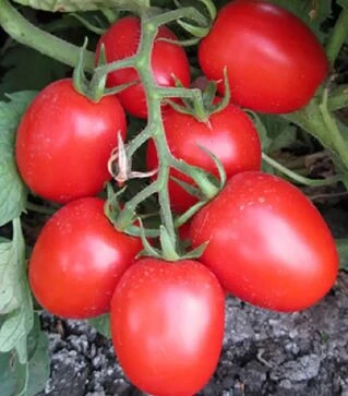 Насіння томату Шкіпер F1, п.о. 1 тис. насінин (Lark Seeds)