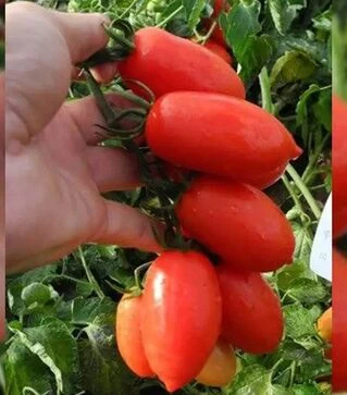 Семена томата Брисколино F1, п.е. 10 тыс. семян (United Genetiks)