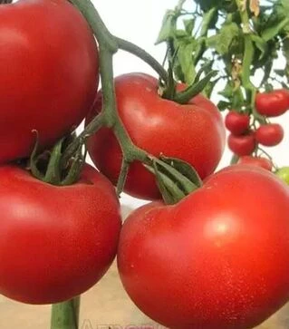 Насіння томату Діаграма F1, п.о. 500 насінин (Nunhems)