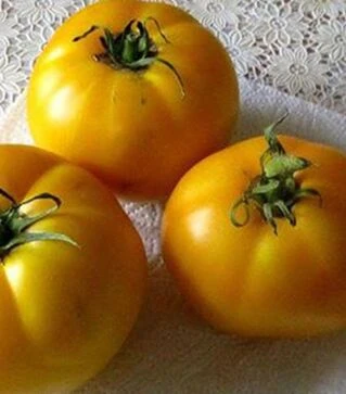 Семена томата TС 03-0715 F1, п.е. 100 семян (Solare Sementi)