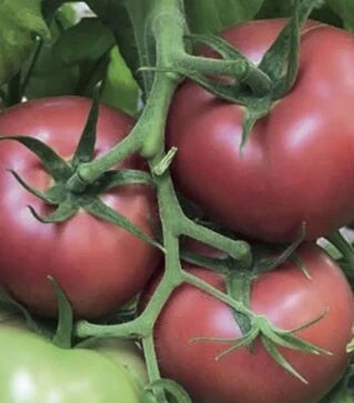 Насіння томату TL 18304 F1, п.о. 250 насінин (Esasem)