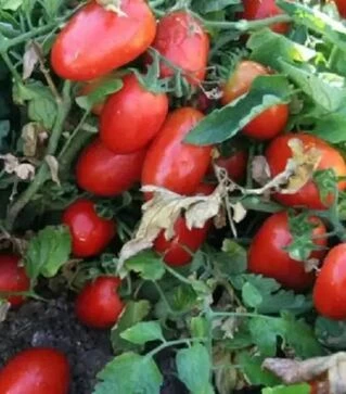 Насіння томату UG 8168 F1, п.о. 10 тис. насінин (United Genetiks)