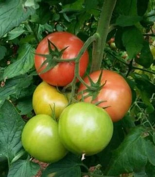 Насіння томату Максін F1, п.о. 500 насінин (Hazera)