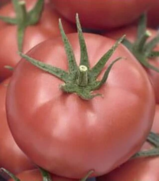 Насіння томату Мамстон F1, п.о. 500 насінин (Syngenta)