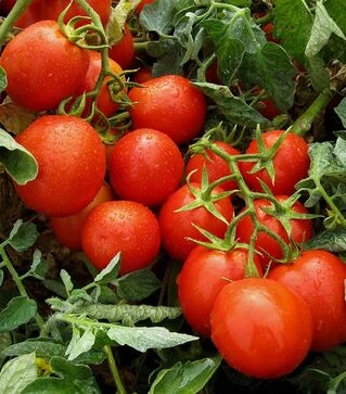 Насіння томату Гонг F1, п.о. 5 тис. насінин (Hazera)