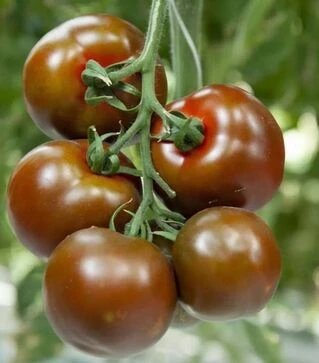 Насіння томату Наомі F1, п.о. 500 насінин (Breeding Seeds)