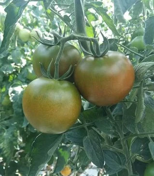 Насіння томату Наомі F1, п.о. 500 насінин (Breeding Seeds)