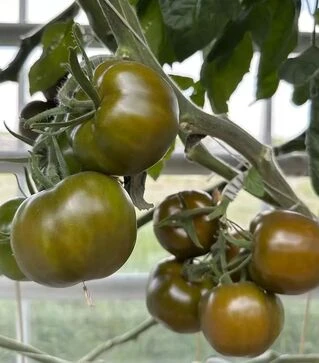 Насіння томату Наомі F1, п.о. 500 насінин (Breeding Seeds)