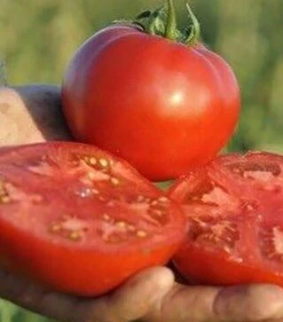 Семена томата Мейс F1, п.е. 1 тыс. семян (Yuksel Tohum)