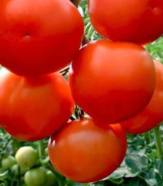 Насіння томату Лілос F1, п.о. 1 тис. насінин (Rijk Zwaan)